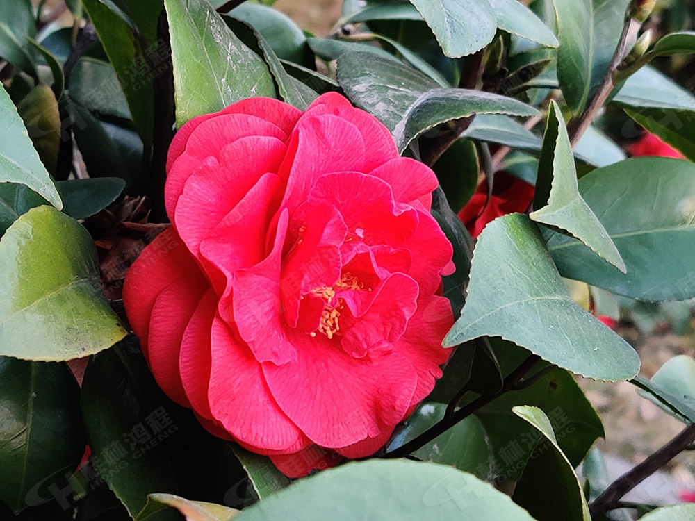 桂林鴻程花團(tuán)錦簇，滿園春色，邀您一起共賞春景，共商大計(jì)！